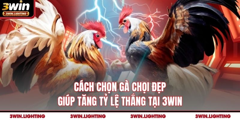 Cách Chọn Gà Chọi Đẹp Giúp Tăng Tỷ Lệ Thắng Tại 3Win