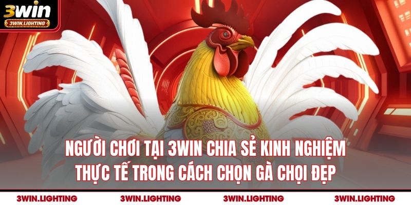 Người chơi tại 3Win chia sẻ kinh nghiệm thực tế trong cách chọn gà chọi đẹp